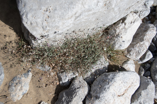 Image of Origanum microphyllum by (c) Felicia Seichter, some rights reserved (CC BY)