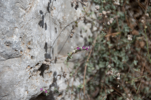 Small-leaved Oregano (Origanum microphyllum)