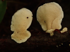 Mycorrhaphium adustum