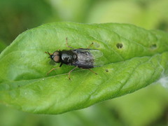 Odontomyia tigrina