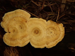 Mycorrhaphium adustum