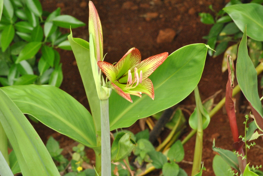 Hippeastrum teyucuarense