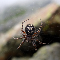 Aculepeira carbonarioides