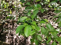 Citharexylum berlandieri