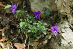 Viola dubyana
