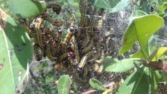 Epicerura steniptera