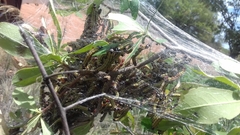 Epicerura steniptera