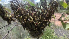 Epicerura steniptera