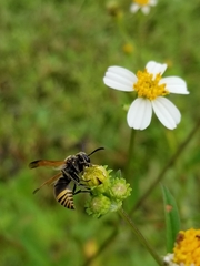 Pachodynerus nasidens
