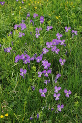 Viola culminis