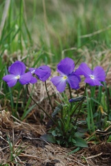 Viola culminis