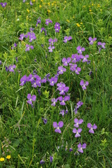 Viola culminis