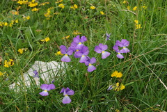 Viola culminis