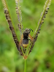 Pachodynerus nasidens