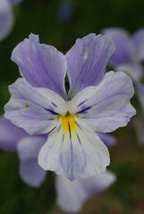 Viola culminis