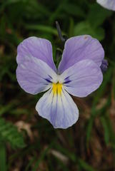 Viola culminis