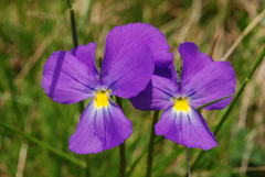 Viola culminis