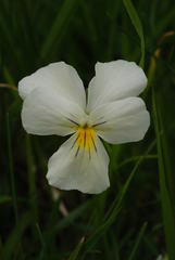 Viola culminis