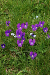 Viola culminis