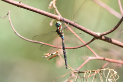 Zosteraeschna usambarica