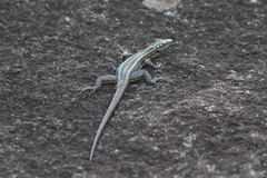 Platysaurus mitchelli