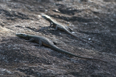 Platysaurus mitchelli