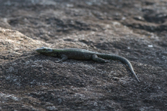 Platysaurus mitchelli