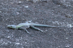 Platysaurus mitchelli