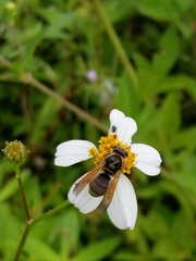Pachodynerus nasidens