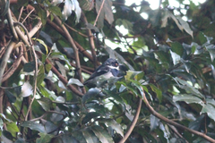 Batis dimorpha dimorpha