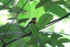 Batis dimorpha dimorpha