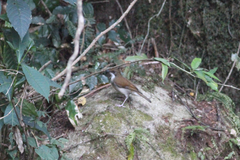 Chamaetylas choloensis