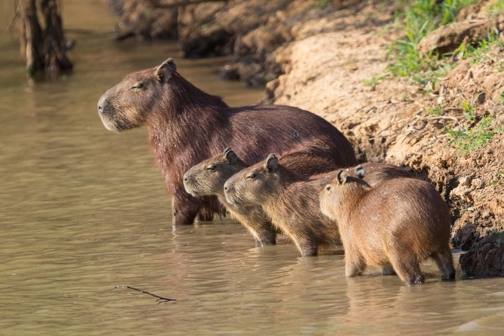 Cuyos, Capibaras Y Parientes (Familia Caviidae) · iNaturalist Ecuador