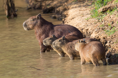 Capybara photographed in Florida
