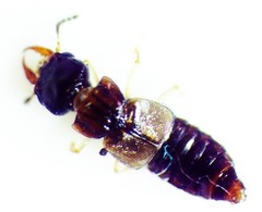 Anotylus insignitus