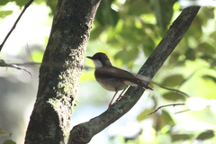 Chamaetylas choloensis