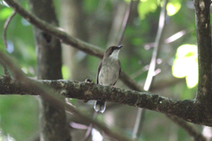 Chamaetylas choloensis