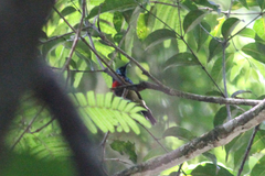 Cinnyris fuelleborni