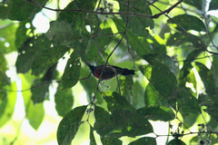 Cinnyris fuelleborni