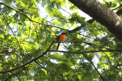 Telophorus nigrifrons