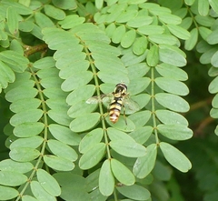 Ischiodon