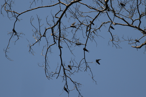 iNaturalist image