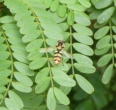 Ischiodon