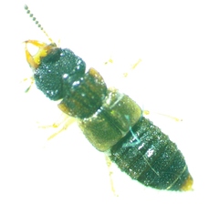 Anotylus insignitus