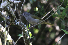 Arizelocichla fusciceps