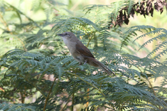 Bradypterus cinnamomeus