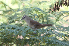 Bradypterus cinnamomeus