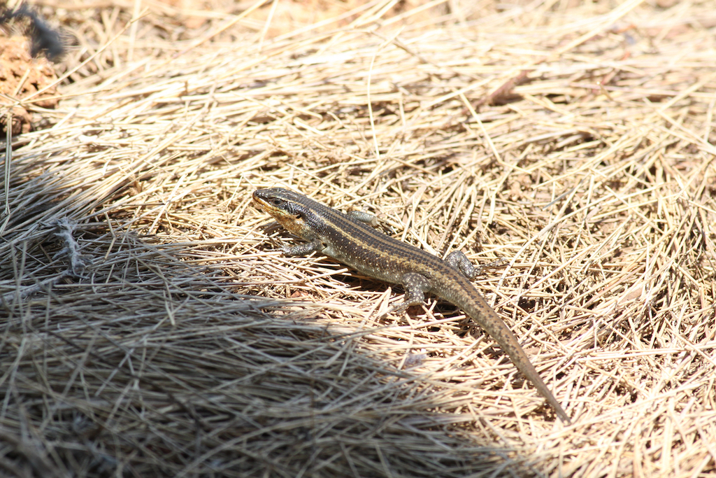 Mulanje Skink