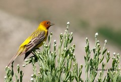 Emberiza bruniceps