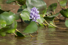 Pontederia azurea